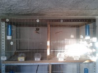 /album/instala%c3%a7%c3%b5es-de-cria%c3%a7%c3%a3o-2013/a2013-01-10-16-39-30-jpg/